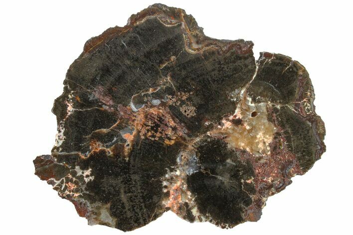 Triassic Petrified Wood (Conifer) Slab - Utah #163672